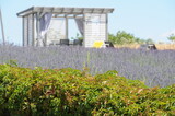 Fototapeta Lawenda - Pole lawendy, uprawa,fioletowe kwiaty,