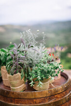 Spicy Herbs In Pots Wrapped In Jute Cloth Stand On A Wooden Barrel. Basil, Rosemary, Thyme, Fragrant Decor.