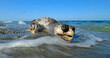 Loggerhead turtle (Caretta caretta) - washed up dead on the Greek coast (Skotina Beach, Greece) // Unechte Karettschildkröte (Caretta caretta)