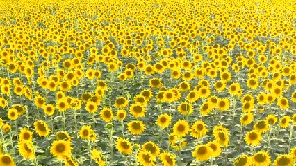 Fotomurales - Aerial view of blooming sunflower field in summer from drone pov
