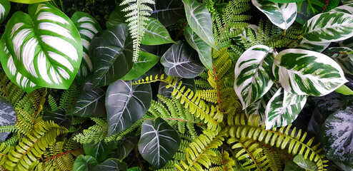 fern and green leaves background. plant growth or nature wallpaper. ornamental tree for decoration. 