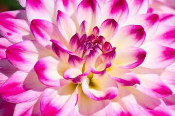 Wall Mural - Dahlia flower