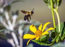 Bumblebee In Garden