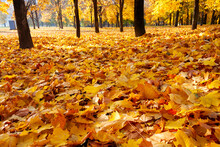 Maple Yellow Leaves, Permeated By The Sun's Light, Lie On The Ground. The Height Of Golden Autumn