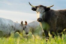 Cows In A Field, Stud Beef Bulls, Cow And Cattle Grazing On Grass In A Field, In Australia. Breeds Include Speckle Park, Murray Grey, Angus, Brangus And Wagyu, Foot And Mouth In Bali At Sunset 