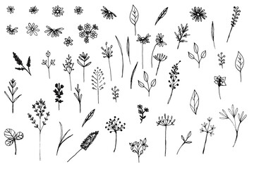 Poster - Big collection of vector simple modern florals in rustic style