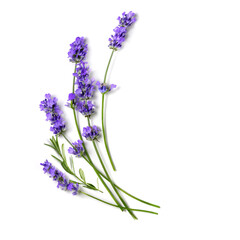 Fresh Lavender flowers bundle on a white