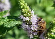 Biene auf einer Minzblüte