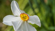 Pheasant Eye Daffodil