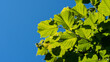Blue Sky Green Leaves
