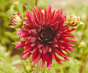 Sticker - Beautiful close-up of a pink dahlia