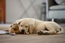 Adorable Little Dog Resting Lying On Its Toy Plush Rabbit Looking Contentedly At The Camera In The Living Room At Home