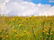 Field Of Goldenrod In Summer