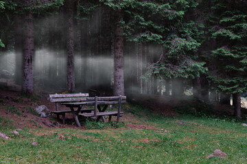 Wall Mural - benches in front of a fir forest with fog Italy