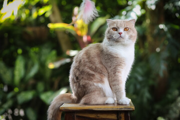 Wall Mural - Scottish fold cat with orange eyes sitting on wooden table with green leaf background. Orange cat sitting in the garden. Tabby cat looking something