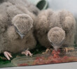 close up of  four baby kestrel chicks (Falco tinnunculus)  squabbling to get to war chicken pieces