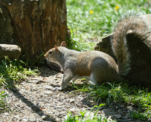 Wall Mural - close up of a grey squirrel (Sciurus carolinensis) 