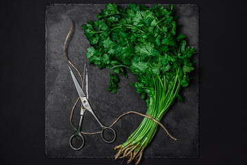 A bunch of cilantro on a black background. Delicious and healthy herbs.