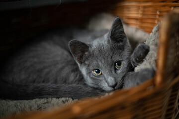 Wall Mural - kitten in basket