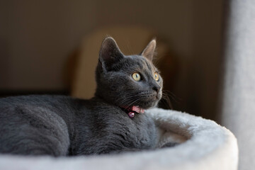 Wall Mural - Kitten looking out window