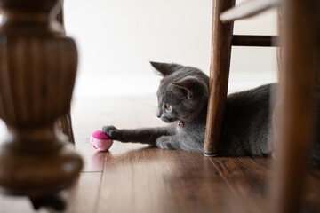 Wall Mural - cat with toy under table