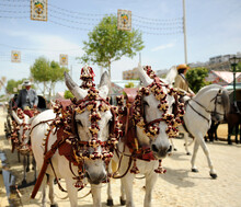 White Horses Harnessed From A Horse Carriage At The April Fair In Seville, Andalusia Fairs, Spain