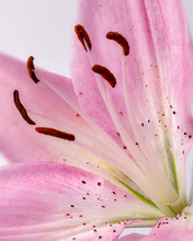 Detail Of A Pistil Of A Pink Lily With Stamens And Pollen-covered Anthers