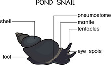 External Anatomy Of Common Air-breathing Freshwater Snail. Structure Of Pond Snail For Biology Lessons