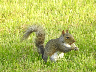 Wall Mural - A hungry Eastern gray squirrel standing in the green grass, with a peanut in its mouth, Elkton, Cecil County, Maryland.