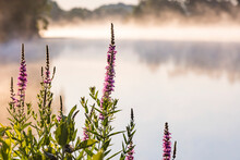 Blooming Purple Loosestrife, An Invasive Plant, Along A Misty Lake In The Morning.