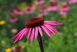 Rotblühende Blume