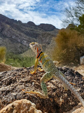 Eastern Collared Lizard, Crotaphytus Collaris, Basking In The Sun On A Rock, In The Sonoran Desert With Prickly Pear Cactus In The Background In The Catalina Mountains North Of Tucson, Arizona, USA.