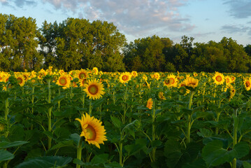 Sticker - Blooming sunflowers at sunrise.