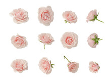 Pink Roses, Set, Cut Out