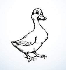 Poster - Cute duckling. Vector outline drawing