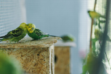  Two green and yellow budgies in a cage at the zoo