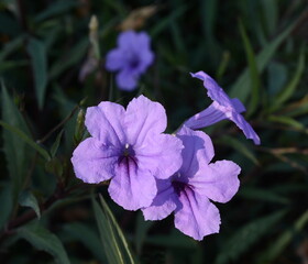 Canvas Print - Violet Ruellia tuberosa flower with green leaf in morning sunlight