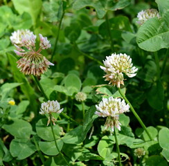 Canvas Print - Trifolium repens. The white clover grows on a meadow