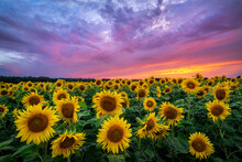 Beautiful Sunset Over Sunflowers Field