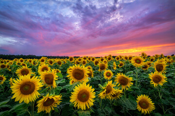 Wall Mural - beautiful sunset over sunflowers field