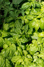 Tomato Plant (top Left) And Basil Leaves In Gentle Summer Light