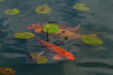 Selective focus of a group wild colourful fish (Freshwater) swimming underwater in the natural river, Carp are various species of oily freshwater fish from the family Cyprinidae.