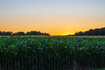 Wall Mural - sunset over the field