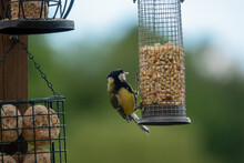 Close Up Of A Great Tit (Parus Major) Feeding On A Seed Bird Feeder