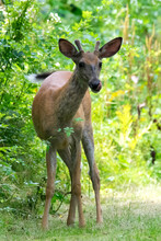 White-tail Deer Buck.