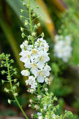 Wall Mural - detailed close up of beautiful white larkspur delphinium flowers in early summer bloom