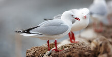 A Flock Of Seagulls Standing On A Rock At The Beach Or Ocean In Their Habitat Or Environment On A Summer Day. A Line Of Beautiful Bright White And Grey Birds Outdoors In Nature