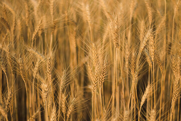 golden wheat field in summer