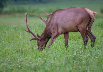 Wall Mural - bull elk in park national park