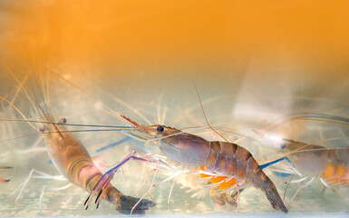 Giant freshwater prawn in water